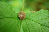 gros plan d'une coquille d'escargot poilue de bruyère sur une feuille