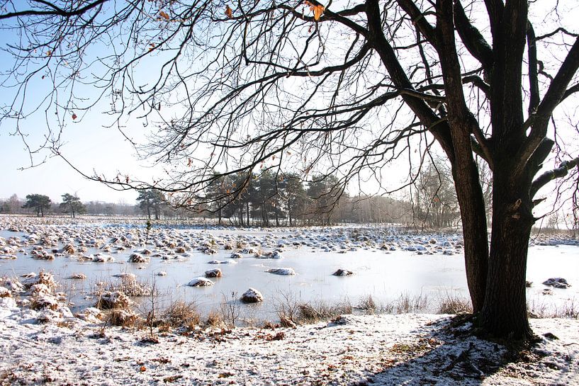 Winter... by Ans Bastiaanssen