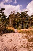 Trees on sand 4 - Loonse en Drunense Duinen