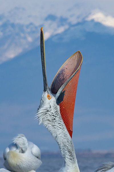 Krauskopfpelikan in Griechenland von Kris Hermans