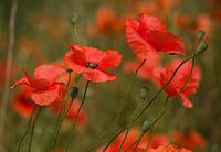 coquelicots