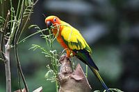 Kleurrijke Papegaai.