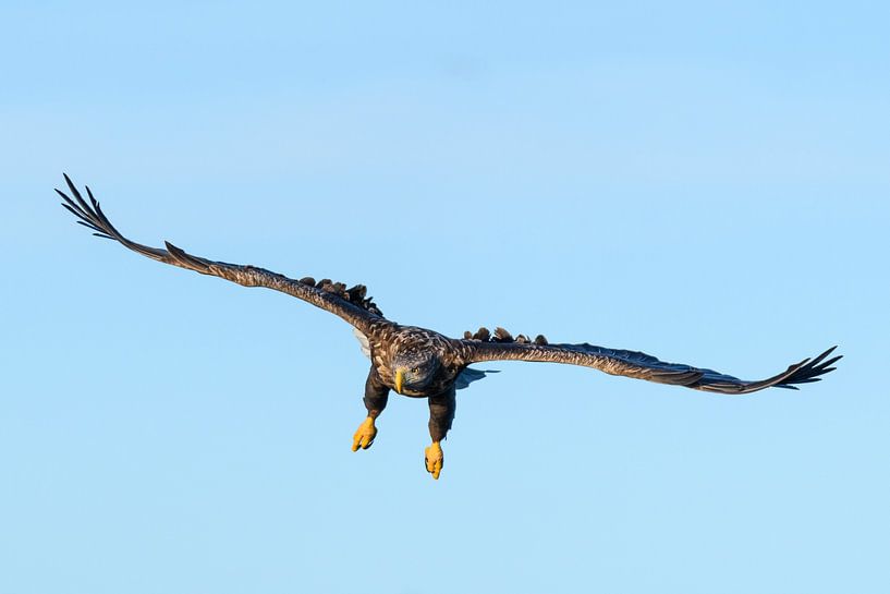 Zeearend vliegend in de lucht van Sjoerd van der Wal Fotografie