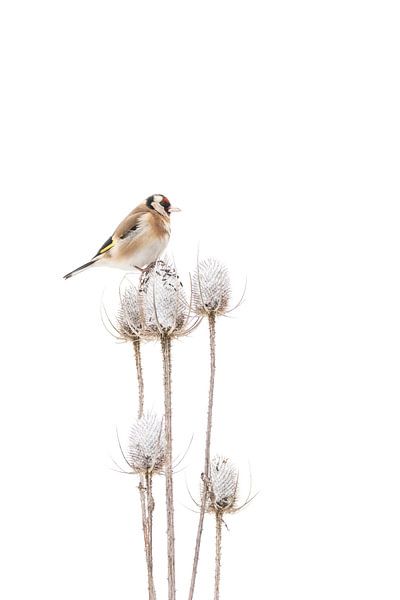 Stieglitz im Schnee von Guido Rooseleer