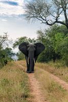 een prachtig koppig exemplaar