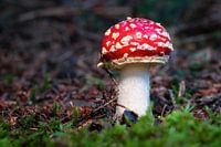 Fliegenpilz mit Moos