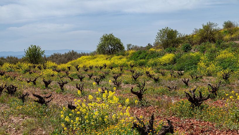 Old vineyard in the mountains around Monachil, Andalusia, Granada. by Marjolein Zijlstra