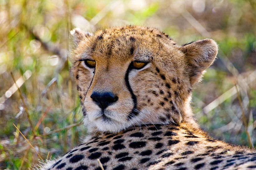 Gepardin von Peter Michel