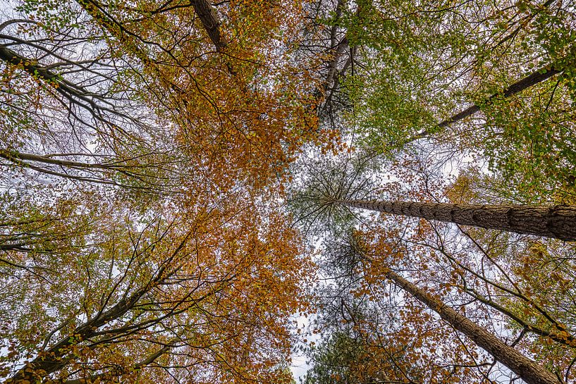 In den Himmel schauen und sehen von Rik Verslype