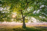 Oak tree on the Hilversum Heath | Nature Photography
