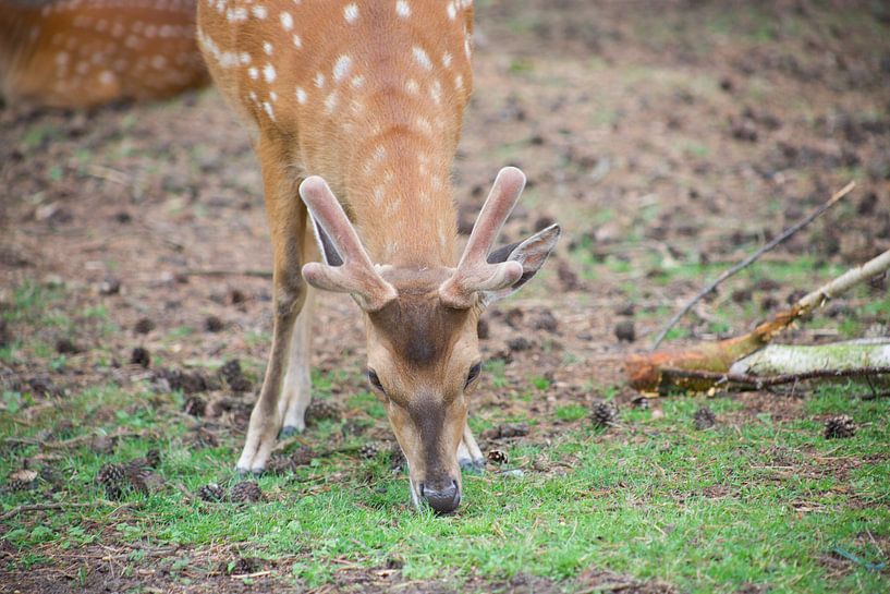 hert by marijke servaes