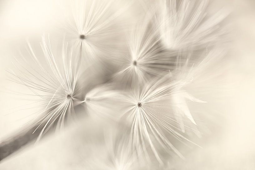 Abstraction in nature: The interplay of lines of fluff by Marjolijn van den Berg