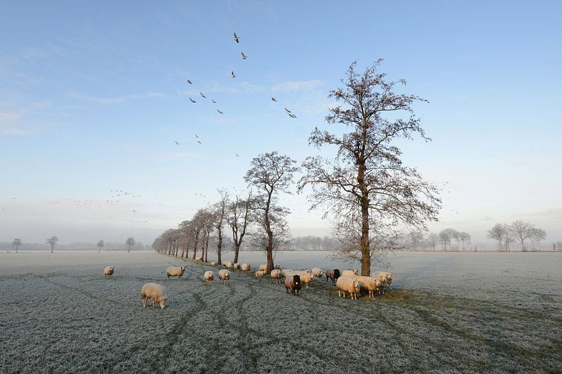 Moutons en hiver près de Trimunt (Opende) par Tjitte Jan Hogeterp