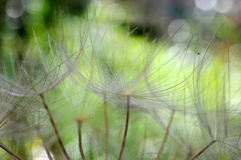 Nelkenwald von Martine Affre Eisenlohr