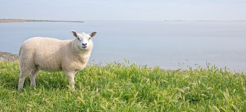 Lamm auf Texel. von Justin Sinner Photography (Fotograf auf Texel)