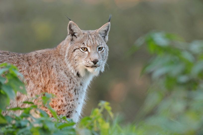Eurasian Lynx ( Lynx lynx ), half hidden behind bushes by wunderbare Erde