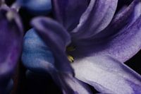 Abstrakte Schönheit einer blau-violetten Hyazinthe