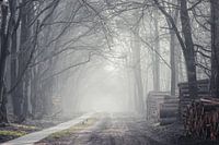 Matin brumeux dans la forêt