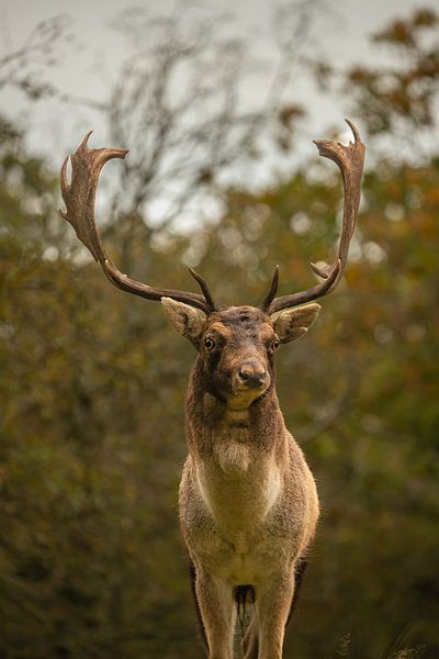 Daim (Dama dama) par Wouter Van der Zwan