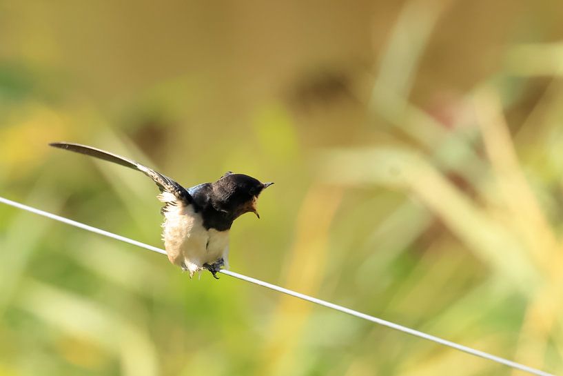 Zwaluwen van Rinnie Wijnstra (FotoAmeland )