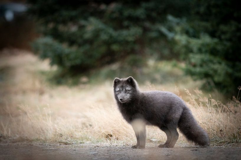 Renard arctique par Riana Kooij