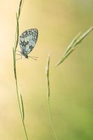 Dambordje in het gras