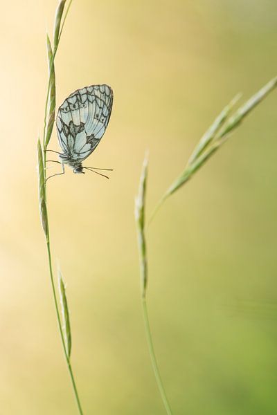 Dambordje in het gras par Elles Rijsdijk