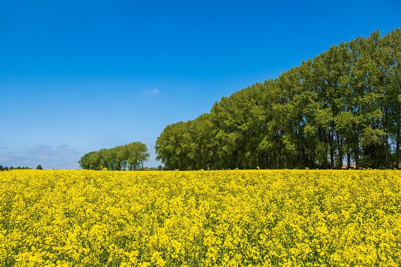 Rapsfeld mit Bäumen und blauen Himmel bei Parkentin von Rico Ködder