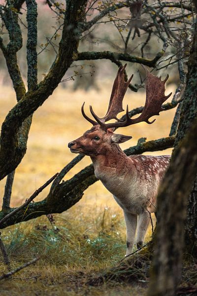 Fallow deer among the trees by Lopen in de natuur