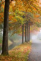 Morning fog with autumn colours