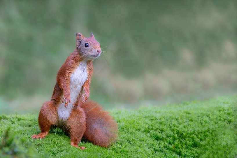 Standing squirrel looks curious. by Albert Beukhof