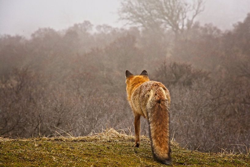 Überlegungen - Vos AWD von AudFocus - Audrey van der Hoorn