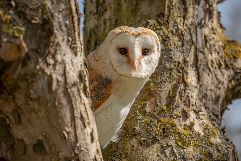 Schleiereule im Baum von Tanja van Beuningen