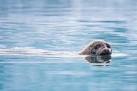 Gray seal in Lake Jökulsárlón