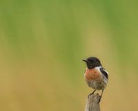 Schwarzkehlchen rastet