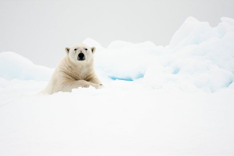Ours polaire dans la neige à Svalbard par Caroline Piek