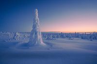Verschneite Bäume im ersten Tageslicht.