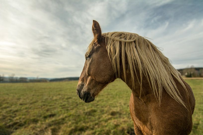 nature trees water sun horse by Johnny Flash