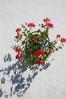 Hanging geranium in Kunrade (southern Limburg)