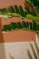 Contrastes tropicaux