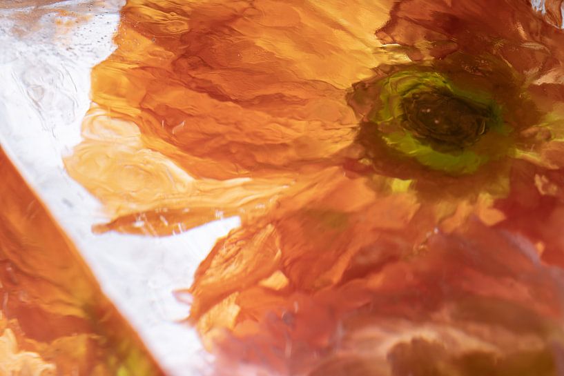 Coquelicot d'Islande dans de la glace cristalline 2 par Marc Heiligenstein