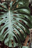 Monstera Leaf