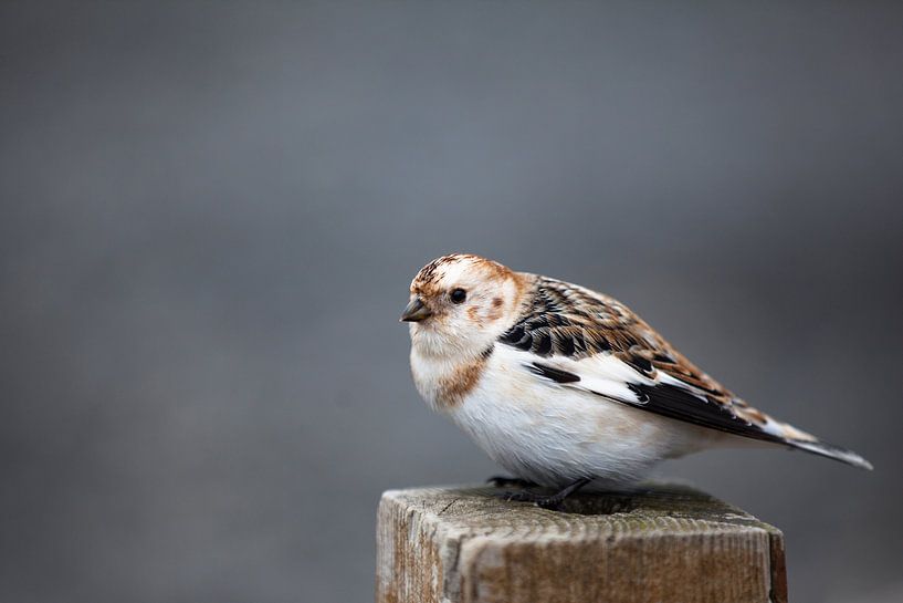 Schneeammer von Irene Lantman