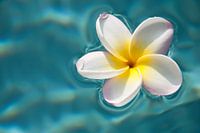 Plumeria / frangipani on blue water