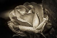 Rose after the rain
