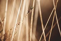 Nahaufnahme von Gras