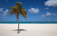 Aruba, palm tree, white beach, Eagle beach