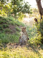 Leopard in der Abendsonne