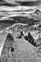 Yosemite Dappere Hond