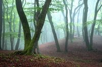 Forêt brumeuse de printemps